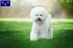 Mehr über den Artikel erfahren Bichon Frisé Züchter und Welpen in Île-de-France