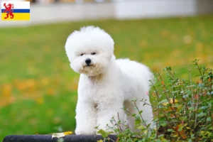 Mehr über den Artikel erfahren Bichon Frisé Züchter und Welpen in Limburg