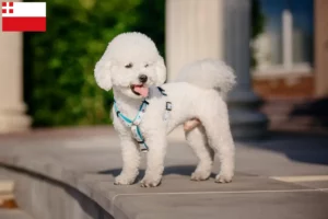 Mehr über den Artikel erfahren Bichon Frisé Züchter und Welpen in Utrecht