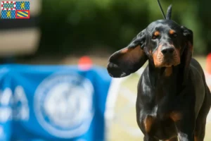 Mehr über den Artikel erfahren Black and Tan Coonhound Züchter und Welpen in Bourgogne-Franche-Comté