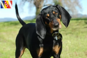 Mehr über den Artikel erfahren Black and Tan Coonhound Züchter und Welpen in Grand Est