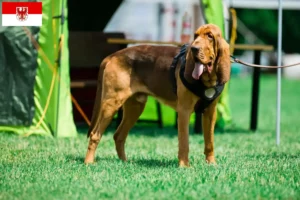 Mehr über den Artikel erfahren Bloodhound Züchter und Welpen in Brandenburg