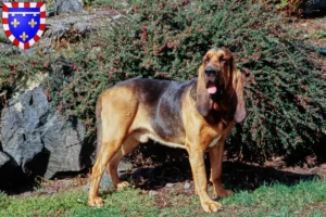 Mehr über den Artikel erfahren Bloodhound Züchter und Welpen in Centre-Val de Loire