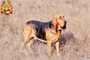 Mehr über den Artikel erfahren Bloodhound Züchter und Welpen in Kärnten