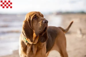 Mehr über den Artikel erfahren Bloodhound Züchter und Welpen in Nordbrabant