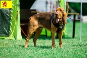 Mehr über den Artikel erfahren Bloodhound Züchter und Welpen in Südholland