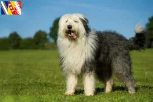 Mehr über den Artikel erfahren Bobtail Züchter und Welpen in Grand Est