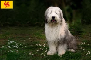 Mehr über den Artikel erfahren Bobtail Züchter und Welpen in Wallonische Region