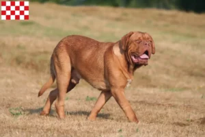 Mehr über den Artikel erfahren Bordeauxdogge Züchter und Welpen in Nordbrabant