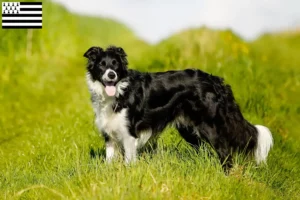 Mehr über den Artikel erfahren Border Collie Züchter und Welpen in der Bretagne