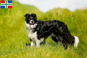 Mehr über den Artikel erfahren Border Collie Züchter und Welpen in Groningen