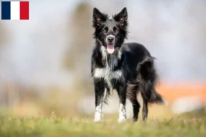 Mehr über den Artikel erfahren Border Collie Züchter und Welpen in Guadeloupe