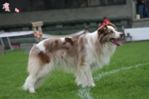 Mehr über den Artikel erfahren Border Collie Züchter und Welpen in Hovedstaden