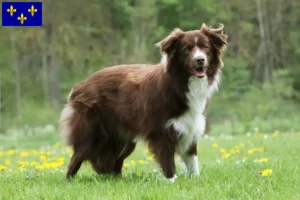 Mehr über den Artikel erfahren Border Collie Züchter und Welpen in Île-de-France