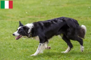 Mehr über den Artikel erfahren Border Collie Züchter und Welpen in Italien