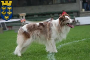 Mehr über den Artikel erfahren Border Collie Züchter und Welpen in Niederösterreich