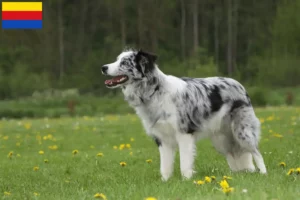 Mehr über den Artikel erfahren Border Collie Züchter und Welpen in Nordholland