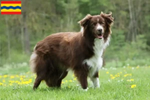 Mehr über den Artikel erfahren Border Collie Züchter und Welpen in Overijssel