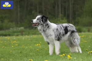 Mehr über den Artikel erfahren Border Collie Züchter und Welpen in Region Brüssel-Hauptstadt