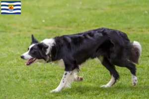 Mehr über den Artikel erfahren Border Collie Züchter und Welpen in Zeeland