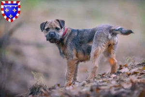 Mehr über den Artikel erfahren Border Terrier Züchter und Welpen in Centre-Val de Loire