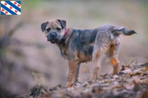 Mehr über den Artikel erfahren Border Terrier Züchter und Welpen in Friesland