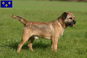 Mehr über den Artikel erfahren Border Terrier Züchter und Welpen in Île-de-France