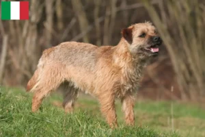 Mehr über den Artikel erfahren Border Terrier Züchter und Welpen in Italien