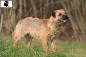 Mehr über den Artikel erfahren Border Terrier Züchter und Welpen auf Korsika