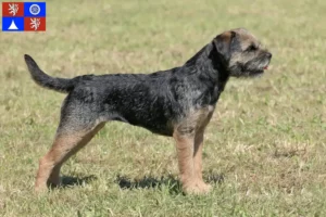 Mehr über den Artikel erfahren Border Terrier Züchter und Welpen in Liberec