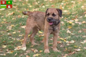 Mehr über den Artikel erfahren Border Terrier Züchter und Welpen in Pilsen