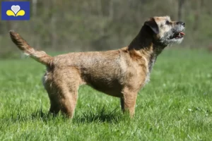 Mehr über den Artikel erfahren Border Terrier Züchter und Welpen in Region Brüssel-Hauptstadt