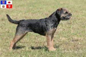 Mehr über den Artikel erfahren Border Terrier Züchter und Welpen in Vysočina