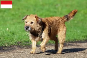 Mehr über den Artikel erfahren Border Terrier Züchter und Welpen in Wien