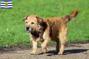 Mehr über den Artikel erfahren Border Terrier Züchter und Welpen in Zeeland