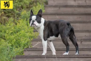 Mehr über den Artikel erfahren Boston Terrier Züchter und Welpen in Flandern