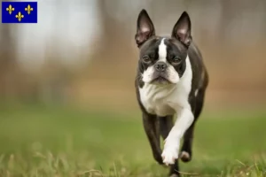 Mehr über den Artikel erfahren Boston Terrier Züchter und Welpen in Île-de-France