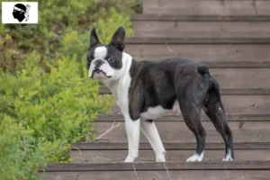 Mehr über den Artikel erfahren Boston Terrier Züchter und Welpen auf Korsika