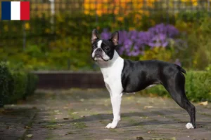 Mehr über den Artikel erfahren Boston Terrier Züchter und Welpen auf Réunion