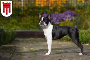 Mehr über den Artikel erfahren Boston Terrier Züchter und Welpen in Vorarlberg