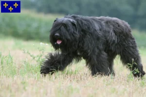 Mehr über den Artikel erfahren Bouvier des Flandres Züchter und Welpen in Île-de-France