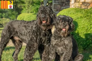 Mehr über den Artikel erfahren Bouvier des Flandres Züchter und Welpen in der Provence-Alpes-Côte d’Azur