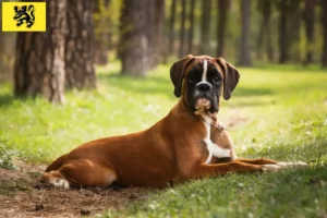 Mehr über den Artikel erfahren Boxer Züchter und Welpen in Flandern