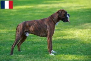 Mehr über den Artikel erfahren Boxer Züchter und Welpen in Guadeloupe