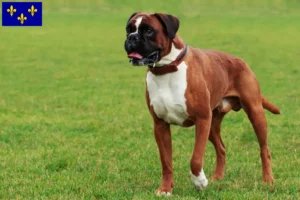 Mehr über den Artikel erfahren Boxer Züchter und Welpen in Île-de-France