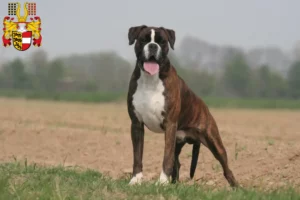 Mehr über den Artikel erfahren Boxer Züchter und Welpen in Kärnten