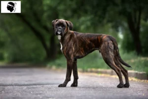 Mehr über den Artikel erfahren Boxer Züchter und Welpen auf Korsika