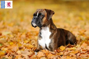 Mehr über den Artikel erfahren Boxer Züchter und Welpen in Nouvelle-Aquitaine