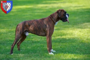 Mehr über den Artikel erfahren Boxer Züchter und Welpen in Pays de la Loire