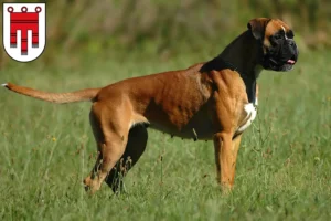 Mehr über den Artikel erfahren Boxer Züchter und Welpen in Vorarlberg